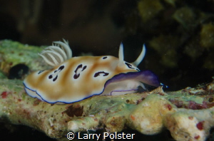 Beautiful Nudi with mantel up by Larry Polster 